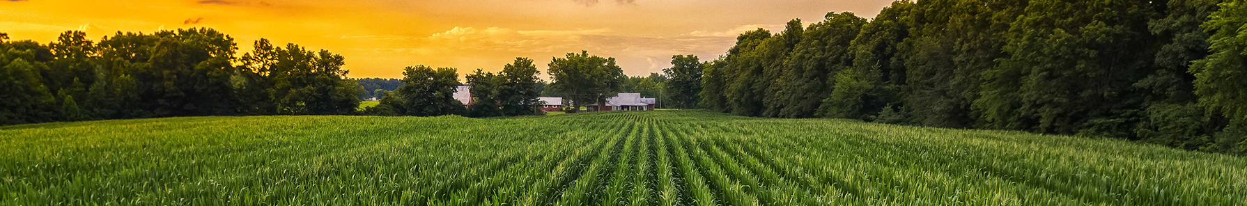 Indiana corn field